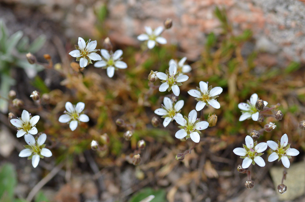 Image of Minuartia verna specimen.