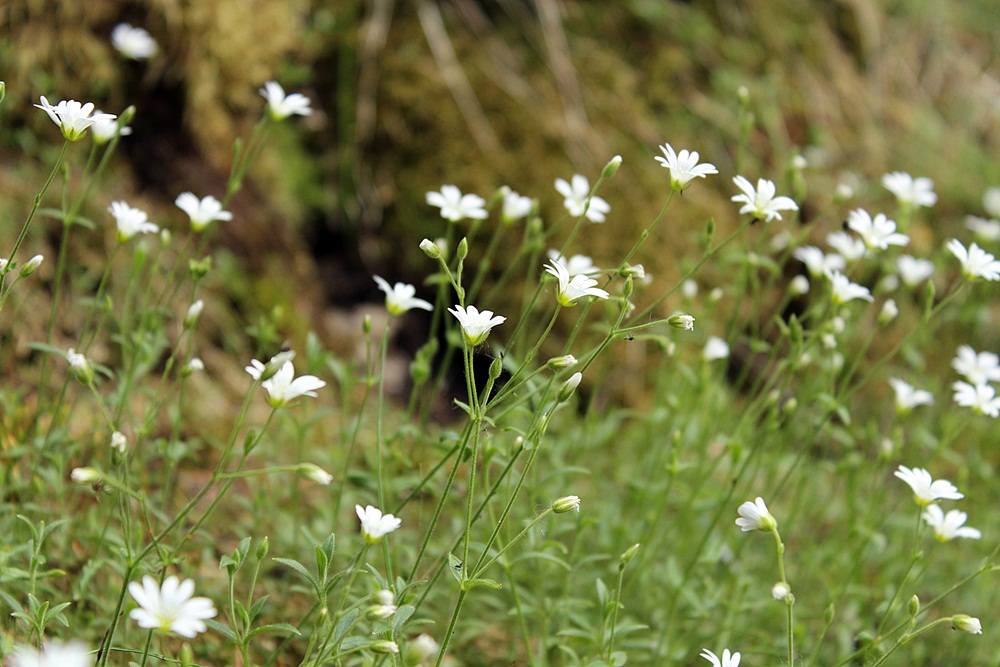 Image of Cerastium uralense specimen.