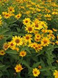 Heliopsis helianthoides