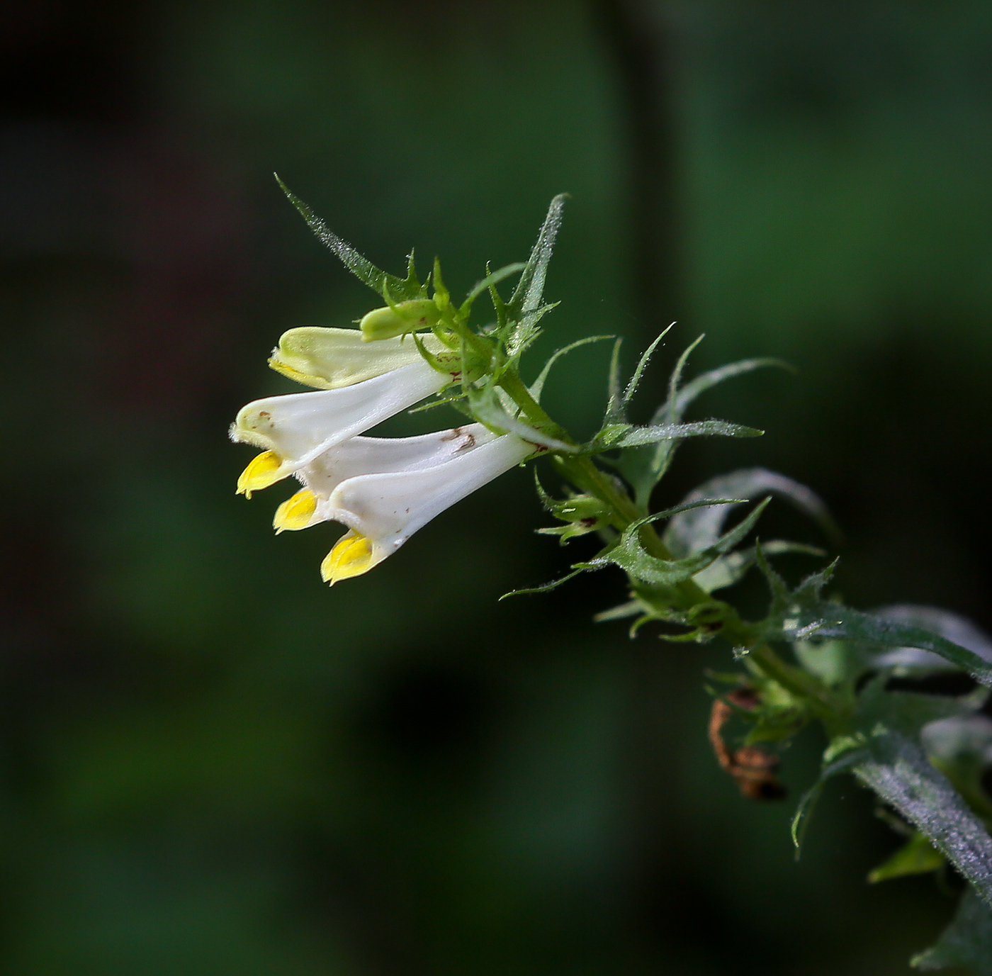 Image of Melampyrum pratense specimen.