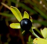 Jasminum fruticans