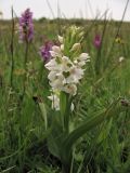 Dactylorhiza majalis