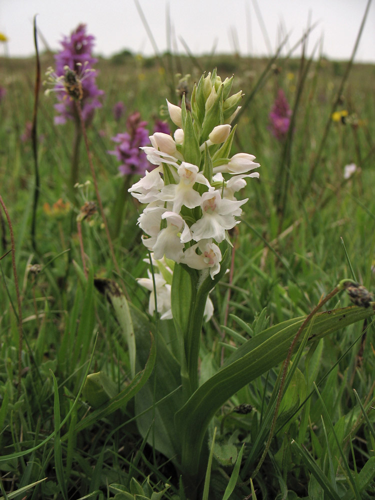 Image of Dactylorhiza majalis specimen.