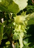 Corylus heterophylla. Незрелые плоды. Амурская обл., Бурейский р-н, левый берег р. Бурея, в 2-3 км ниже Нижнебурейской ГЭС, под ЛЭП. 18.07.2016.