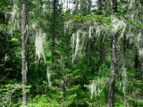 Usnea longissima