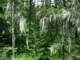 Usnea longissima