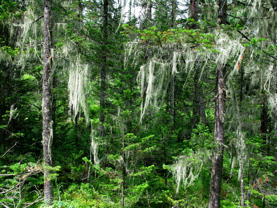 Image of Usnea longissima specimen.