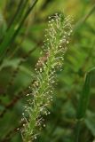 Plantago asiatica. Часть соцветия. Сахалинская обл., Томаринский р-н, окр. пос. Неводское, опушка леса у подножия сопки западной экспозиции. 17.08.2016.