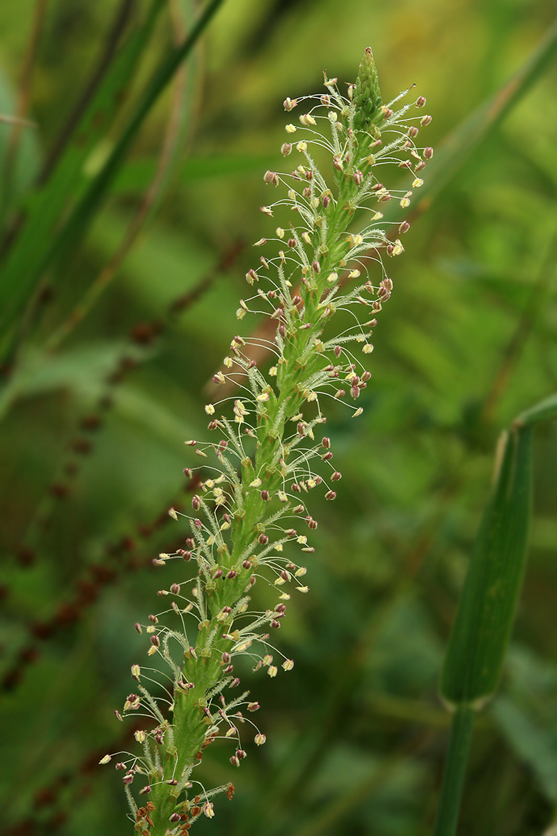 Изображение особи Plantago asiatica.