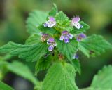 Galeopsis bifida. Верхушка цветущего растения. Амурская обл., Бурейский р-н, правый берег р. Бурея, окр. с. Малиновка. 17.07.2016.