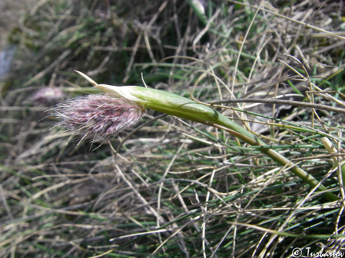 Image of Alopecurus vaginatus specimen.