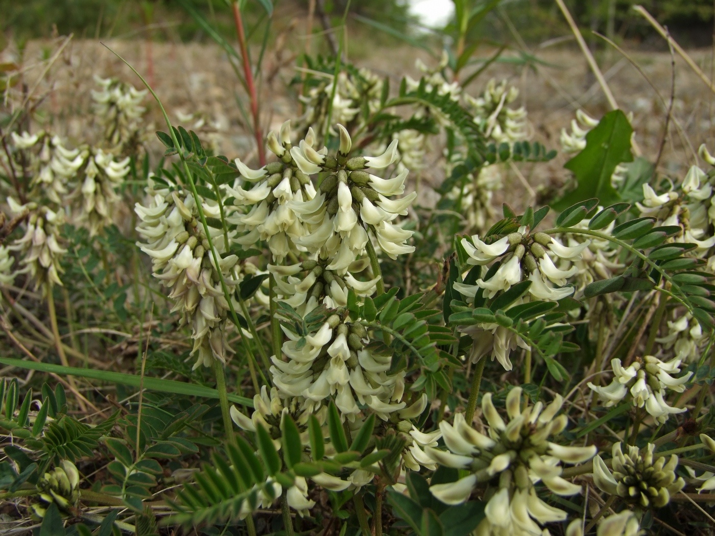 Изображение особи Astragalus schelichowii.