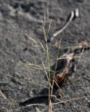 Stipagrostis pennata ssp. minor
