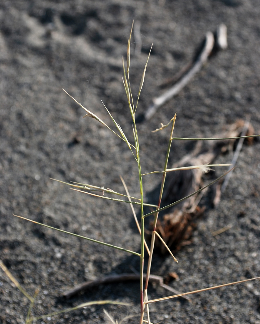 Изображение особи Stipagrostis pennata ssp. minor.