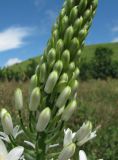 Ornithogalum arcuatum