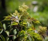Sambucus sibirica