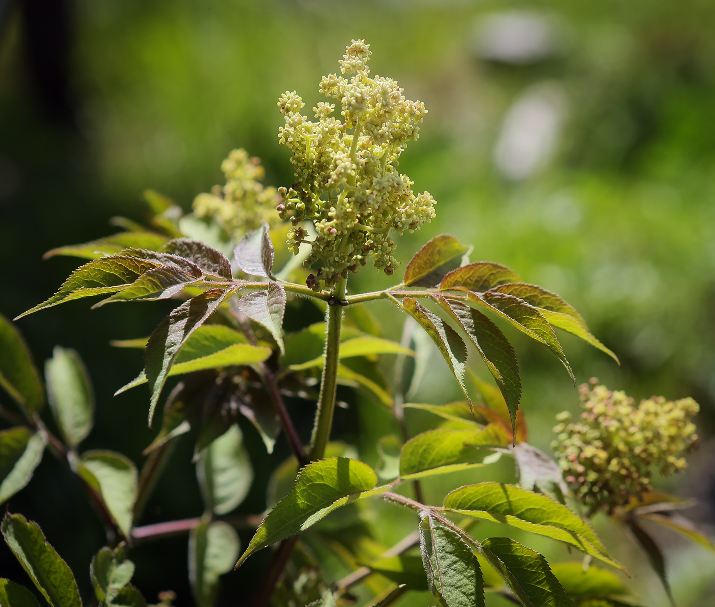 Изображение особи Sambucus sibirica.