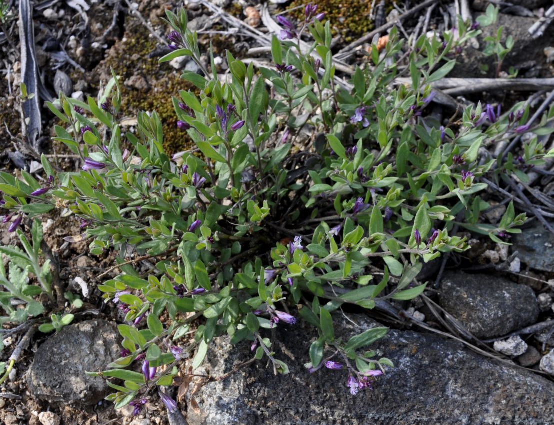 Image of genus Polygala specimen.