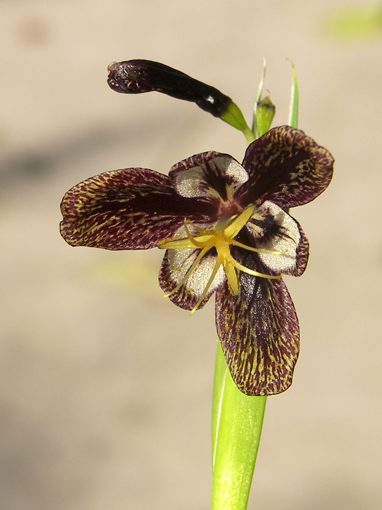 Image of Tigridia hallbergii specimen.