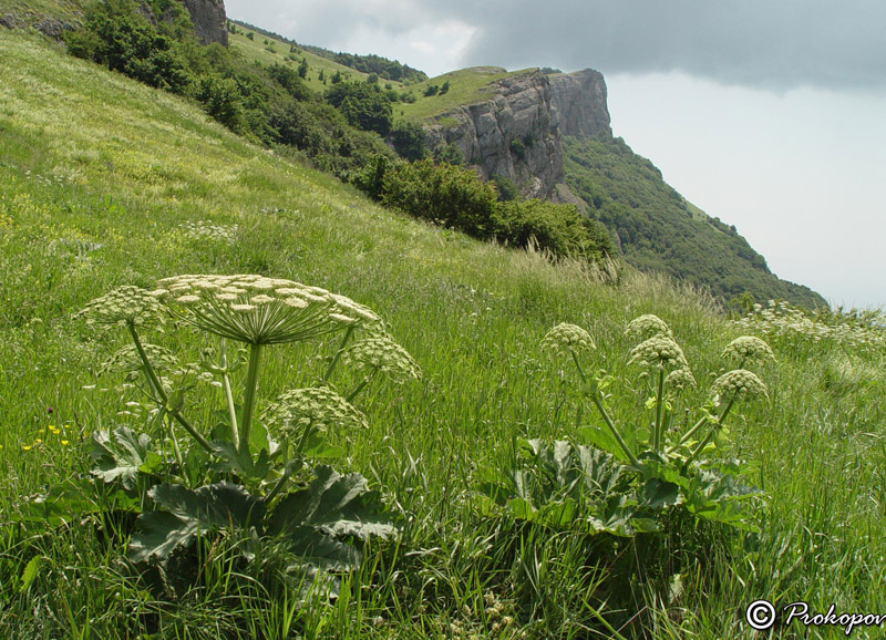 Изображение особи Heracleum stevenii.