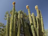 Pachycereus pecten-aboriginum. Верхушки плодоносящих растений. Австралия, Новый Южный Уэльс, пос. Лайтнинг Ридж, питомник кактусов, основанный в 1966 г. Джоном и Элизабет Беван (Bevan). 14.09.2009.