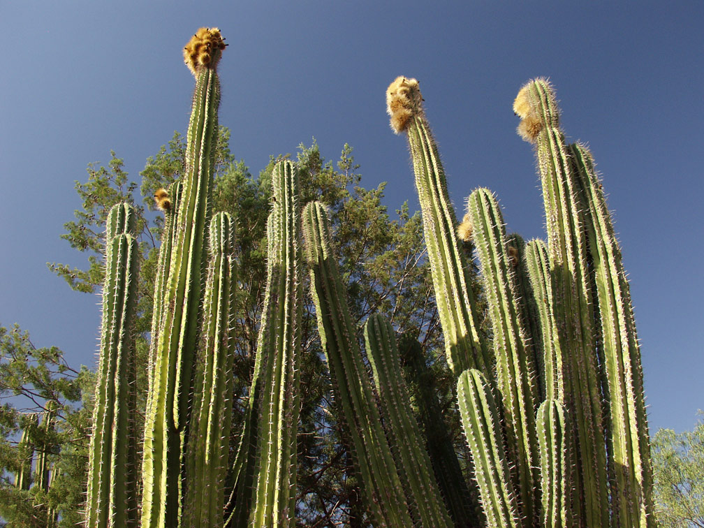 Изображение особи Pachycereus pecten-aboriginum.