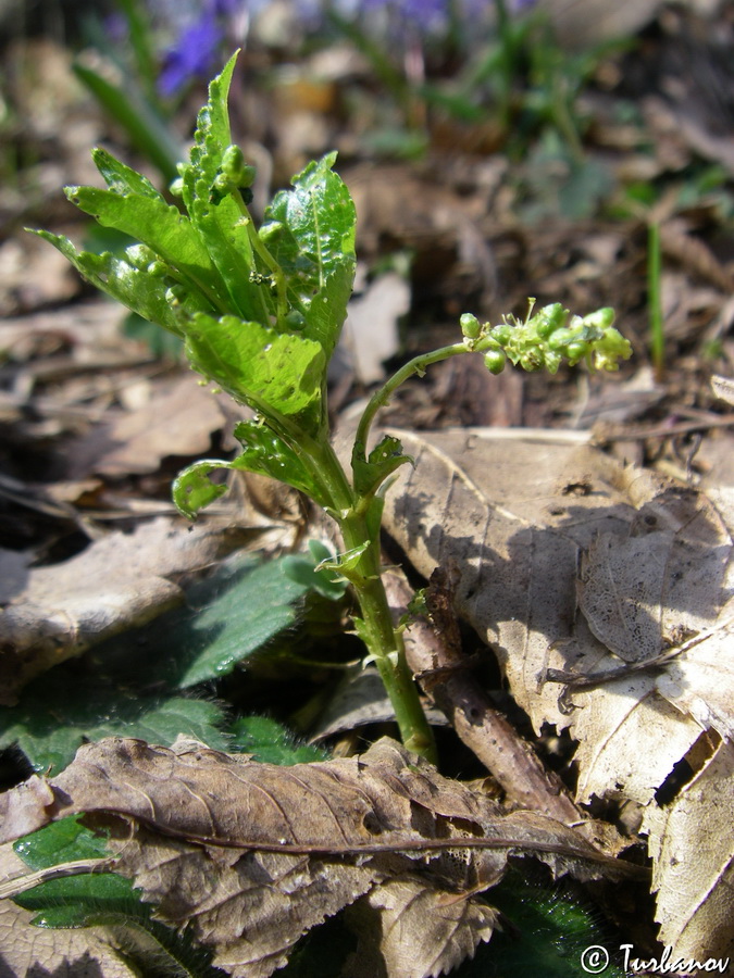 Изображение особи Mercurialis perennis.