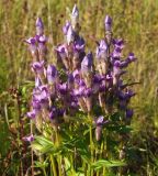 Gentianella auriculata