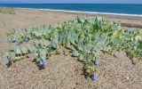 Mertensia maritima