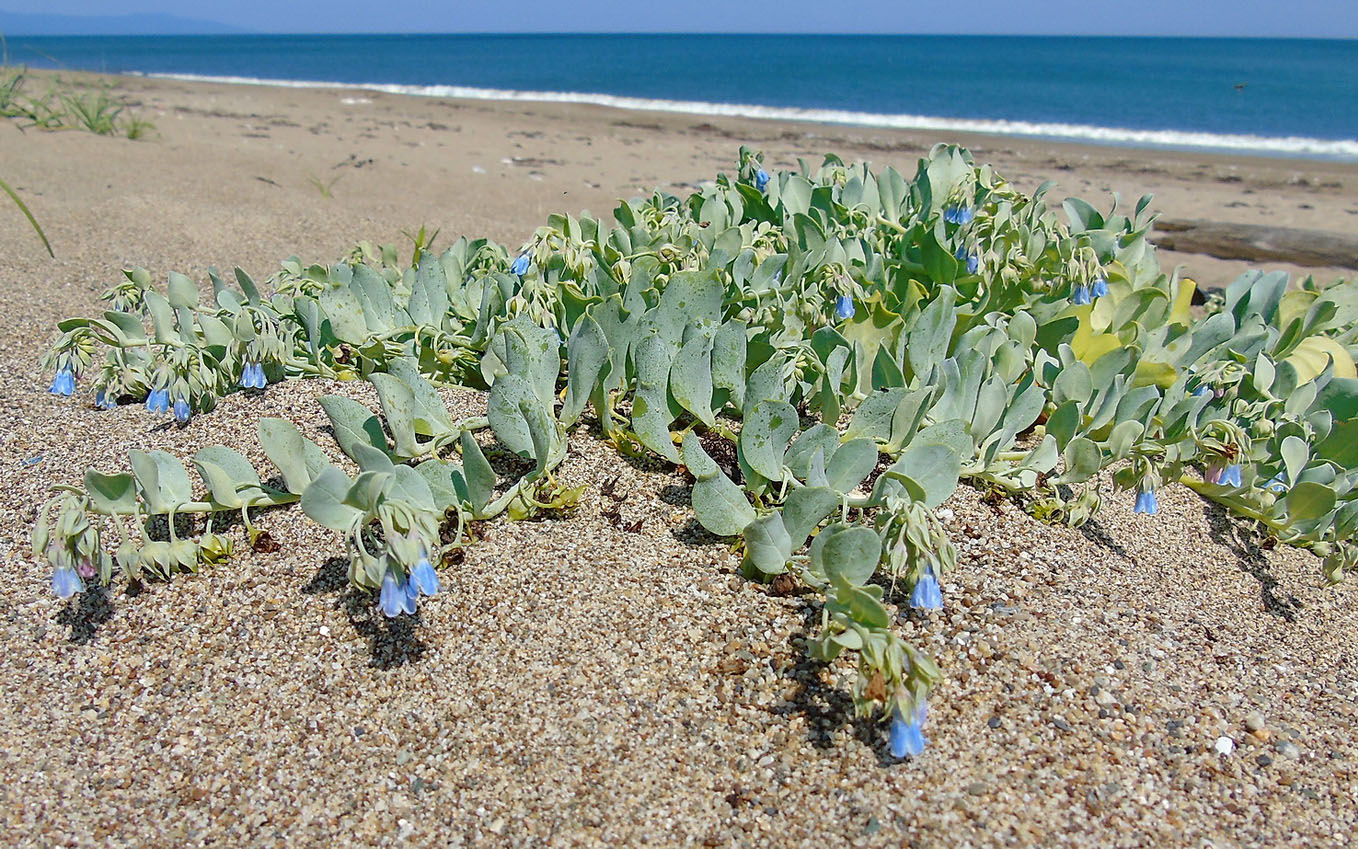 Image of Mertensia maritima specimen.