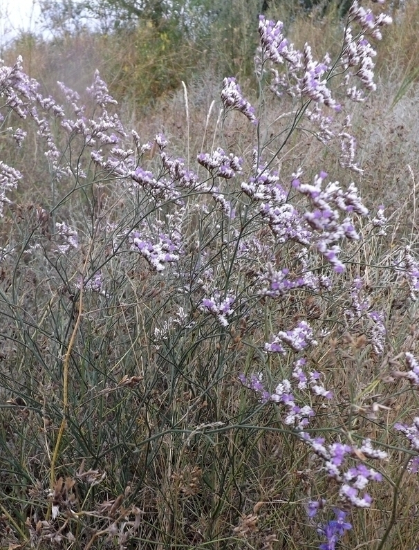 Изображение особи Limonium sareptanum.