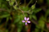 Geranium robertianum