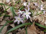 Chionodoxa luciliae variety rosea. Цветущие растения. Москва, Воронцовский парк, дубовая роща. 24.04.2017.