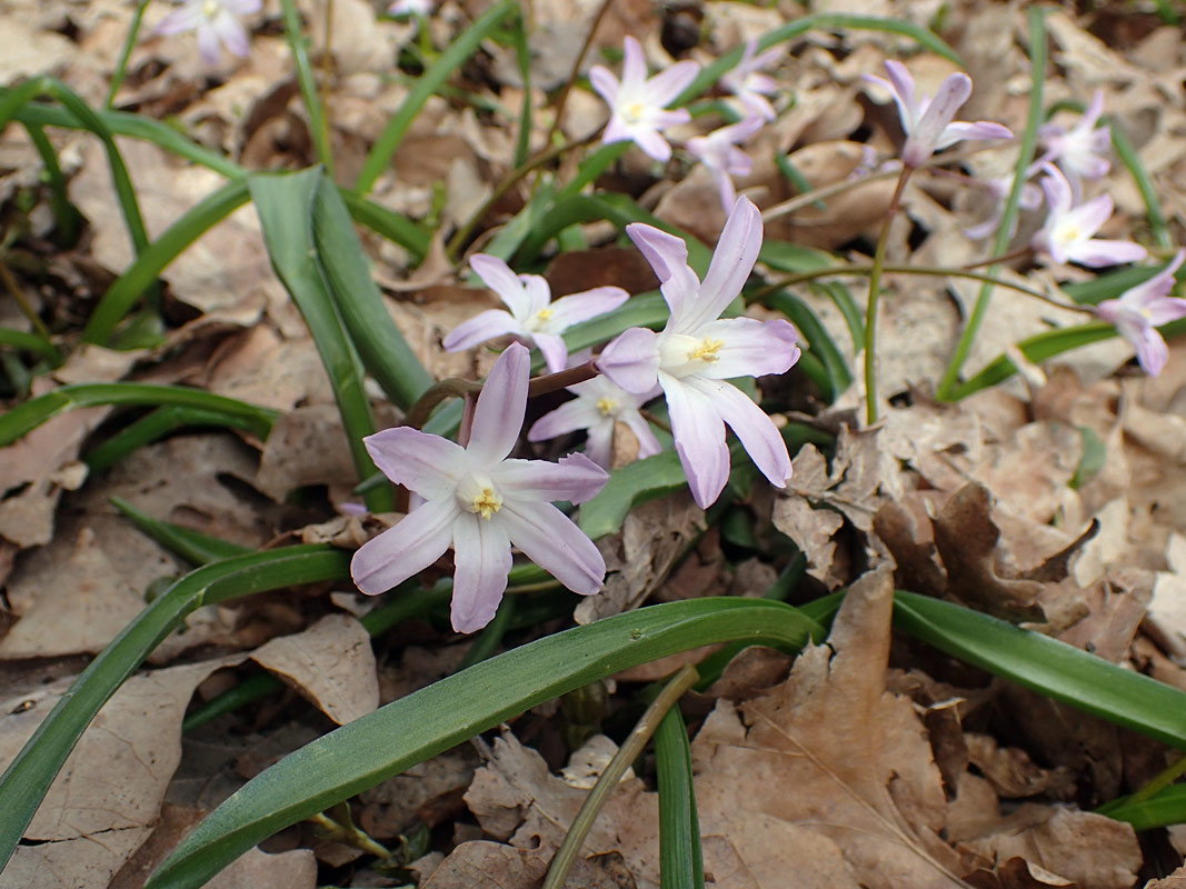 Изображение особи Chionodoxa luciliae var. rosea.