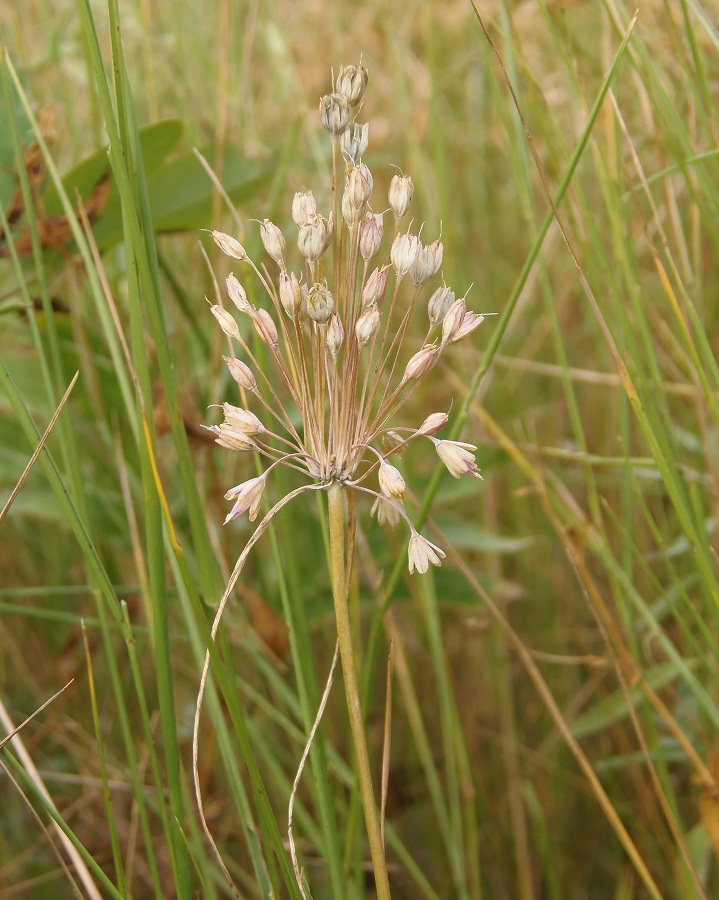 Image of Allium paczoskianum specimen.