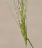 Aegilops triuncialis