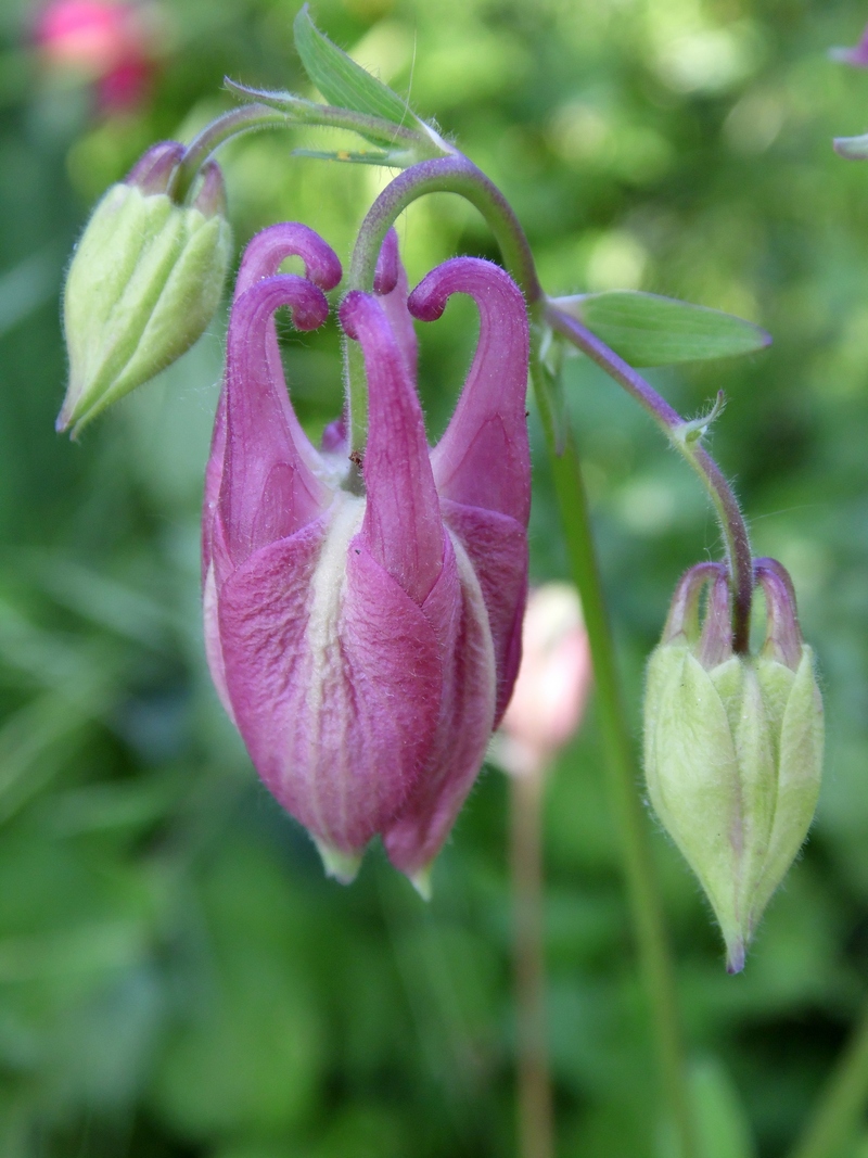 Image of Aquilegia vulgaris specimen.