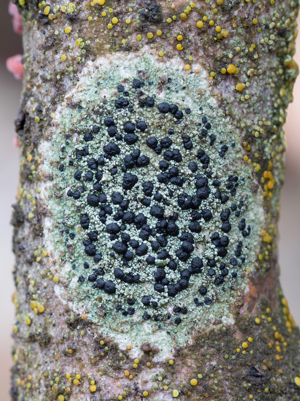 Image of Lecidella elaeochroma specimen.