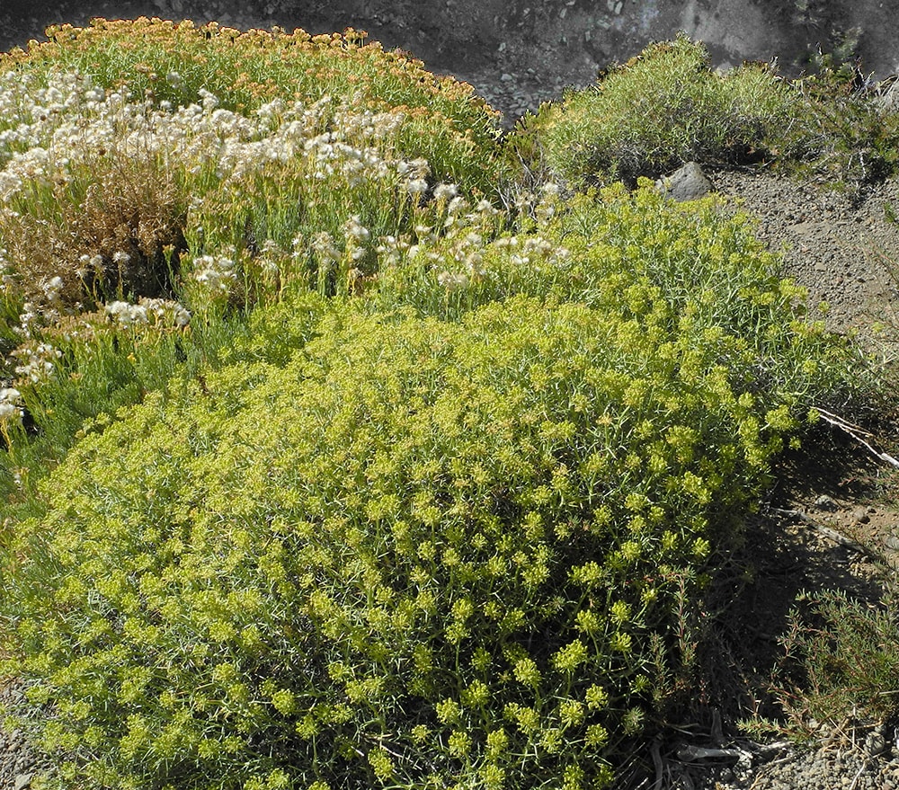 Изображение особи Mulinum spinosum.