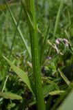 Platanthera &times; hybrida