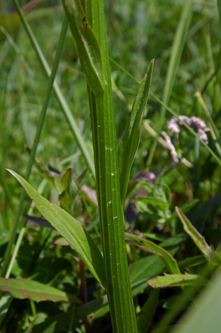 Image of Platanthera &times; hybrida specimen.