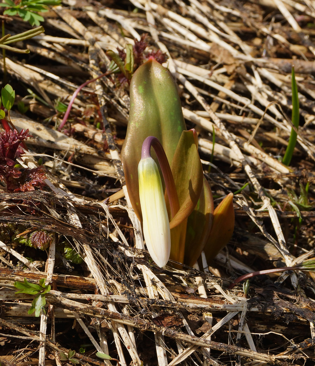 Image of Erythronium krylovii specimen.