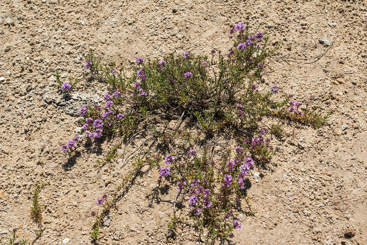 Изображение особи род Thymus.