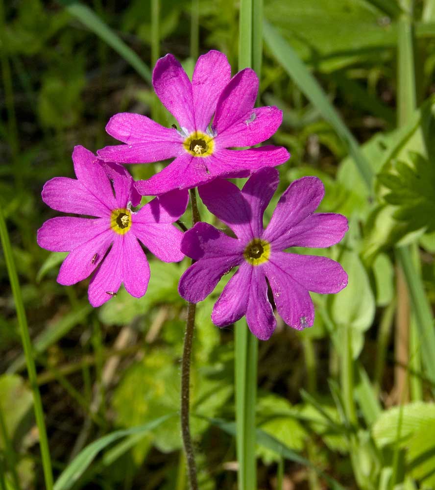 Изображение особи Primula cortusoides.