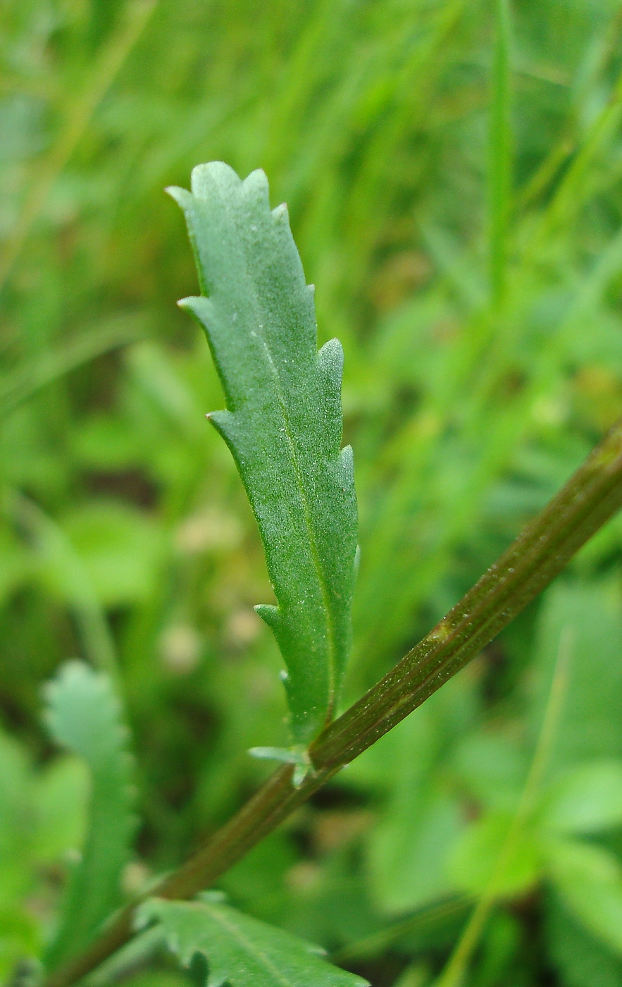 Image of Leucanthemum ircutianum specimen.