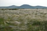 genus Stipa. Аспект цветущих растений в приморской степи. Крым, Керченский п-ов, Приазовье, Караларская степь. 31.05.2017.