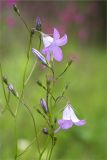 Campanula patula. Верхушки побегов с соцветиями. Ленинградская обл., Ломоносовский р-н, окр. дер. Низино, берег Шингарского пруда, разнотравный луг. 25.06.2017.