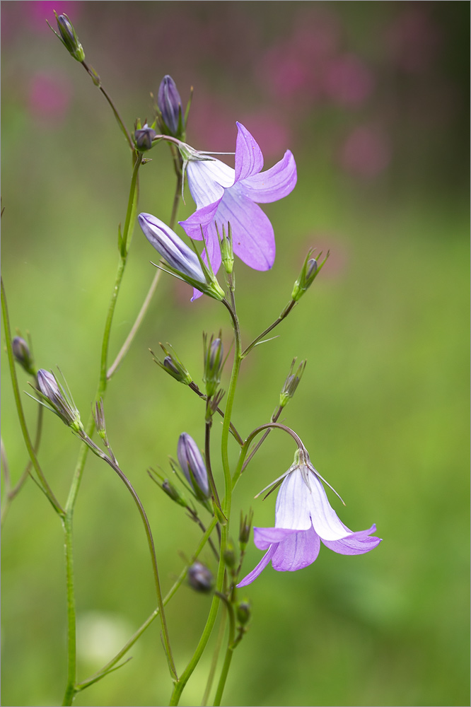 Изображение особи Campanula patula.