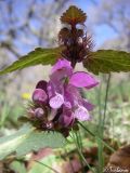 Lamium maculatum