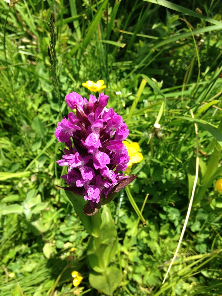 Изображение особи род Dactylorhiza.